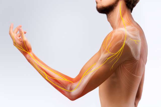 Body of male with veins and nerves highlighted.