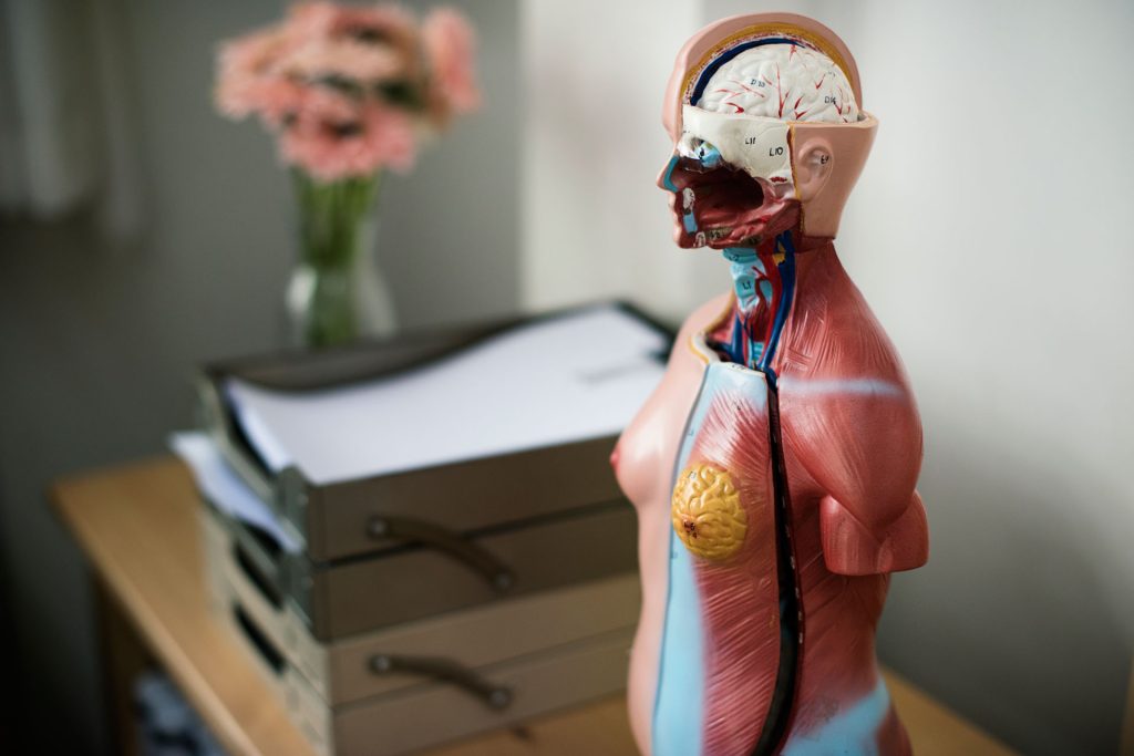 Human anatomy model.