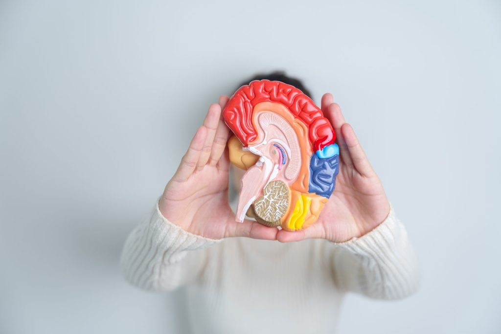 Model of a brain.