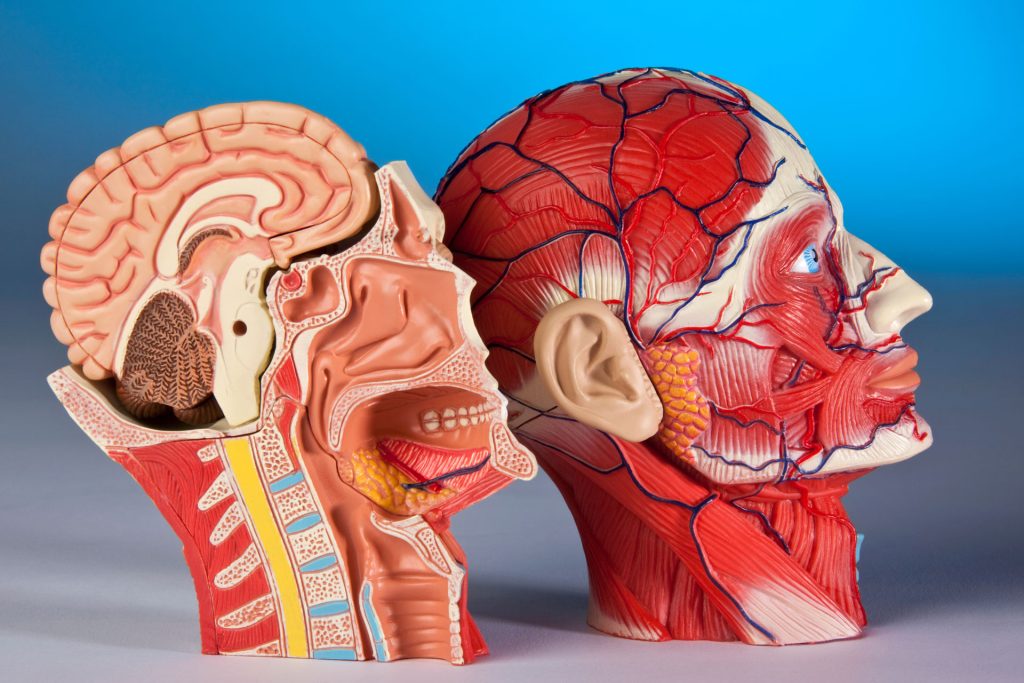 Human physiology model.